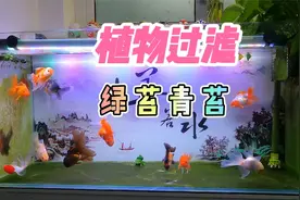 养鱼笔记第2季21集：鱼缸培养青苔/绿苔，养鱼大神的秘诀