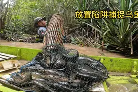 男人来到亚马逊雨林布置竹笼陷阱，仅隔几天就能收获大量乌鱼视频封面