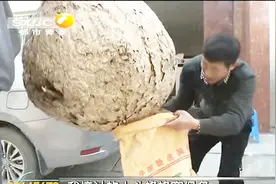 近一米高重达30多斤！西安现巨型人头蜂窝，这大块头得值多少钱？视频封面