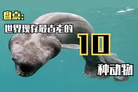 世界现存最古老的十种动物，各个都是活化石，你见过其中的那些？