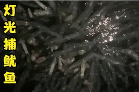 阿浩去灯照小鱿鱼，一晚二十几斤，上水就喷墨真过瘾哦视频封面
