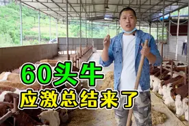60头牛应激总结来了！一共5个关键点，让你的牛快速度过应激期视频封面
