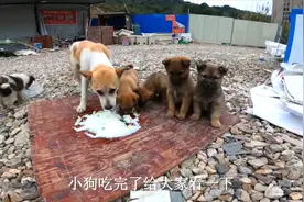 主人长期不归，小狗看到人就叫，太饿了，我们决定每天给它送吃的