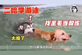 主人带二哈到泳池学游泳，让金毛大哥当陪练，被迫营业太难了视频封面