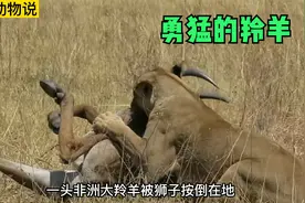 两头狮子围攻一只非洲大羚羊，羚羊也很勇猛，但最后双拳难敌四手视频封面