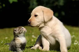 家里养了猫还想养条狗，简单4步让它们和谐相处，看完涨知识