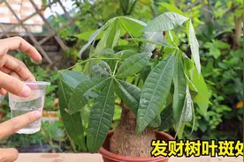 发财树叶片斑点不是疑难杂症，简单几步就能翠绿翠绿生机视频封面