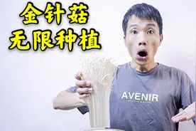 金针菇的根部可以无限种植，这是真的吗？小伙花了10天得出结果