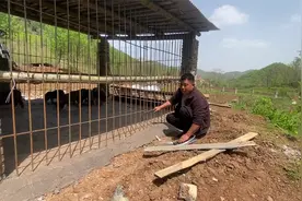 农村创业养跑山猪，花7600买回来13个黑猪，养殖规模又壮大了三分