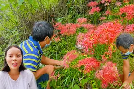 农村老人称它为“鬼花”，血红色的长满田埂，只开在阴阳交界处！视频封面