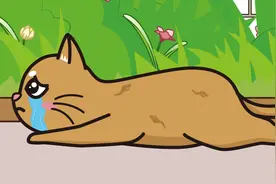 宠物猫沦落成了流浪猫，再见到主人时，主人已经有了新的宠物猫视频封面