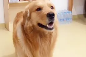 金毛被主人叫起来吃东西，可听主人是让它吃大嘴巴后，气的嗷嗷叫视频封面