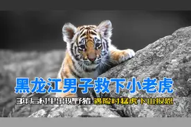 黑龙江男子救下小老虎，3年后村里出现野猪，遇险时猛虎下山报恩