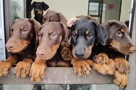 杜宾犬70天了，天气晴朗主人放它们去院子里玩，它们却害羞了视频封面