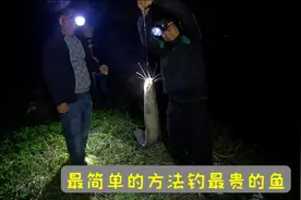 用最简单的方法钓最贵的鱼，一条比一条大真刺激，今天又收获满满视频封面