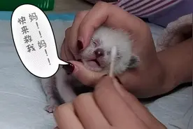 出生10天的小猫睁不开眼睛，妹子赶紧去买药，给小猫上药真不容易