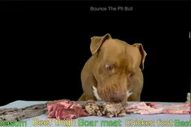 狗狗解压吃播：吃生食猪肉，排骨，鸡爪 asmr 咀嚼声