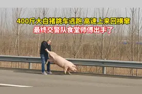 400斤大白猪跳车逃跑，高速上来回窜，最终交警队食堂师傅出手了视频封面