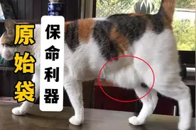 这叫原始袋，不是胖，更不是生病视频封面