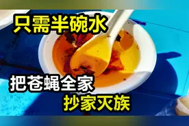 夏天苍蝇特别多，妙招哥教您一招，比蝇香还好使视频封面