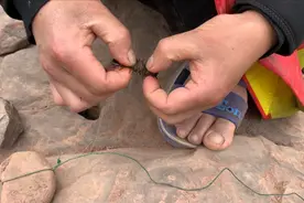 巴蜀地区延续百年的“古法”钓鱼方式，用水蜈蚣做诱饵。
