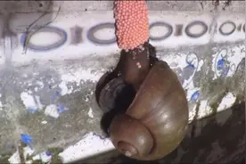 粉红色卵块！繁殖能力惊人的福寿螺！视频封面