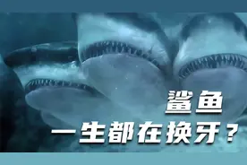 不愧是海洋霸主！鲨鱼原来有5排牙齿，一生中都在换牙中