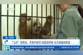 “七仔”保育员：手势作暗号 陕西话呼唤 与大熊猫有默契