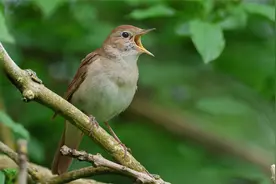 世界上最好听的鸟声，声音多变复杂，真是太好听啦！