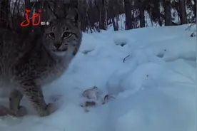 黑龙江：野外摄像机 拍到猞猁嬉戏玩耍