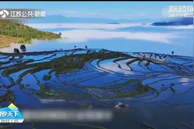 云海梯田无缝连接是什么大片美景?云南撒玛坝梯田迎来最佳观赏季!视频封面