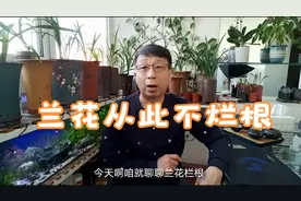 兰花烂根的简单处理方法，非常适合新手，效果挺好视频封面