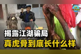 揭秘江湖骗局！真虎骨到底长什么样？地摊上假虎骨是怎么制成的？视频封面