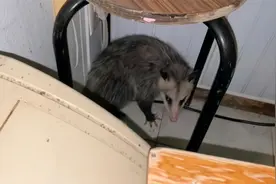 北美负鼠，应该归类鼠类，这嘴头子尖尖的，来偷吃，拍照取证！