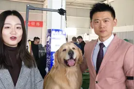 身价118万的天价金毛寻回猎犬，王者风范视频封面