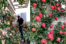 男子花7年为老婆造“屋顶花园”，220多种实现鲜花自由：宁静浪漫视频封面