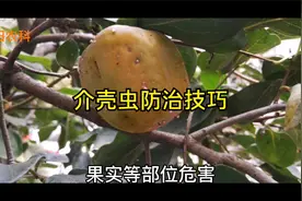 防治介壳虫抓住关键期，杀虫干净，持效期长