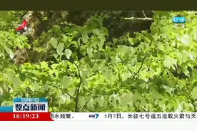 重庆巫溪：珙桐花开迎风舞“白鸽”栖息上枝头视频封面