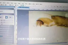 蝴蝶的腿放大到700倍是什么样的，咱们一起去看看，视频封面