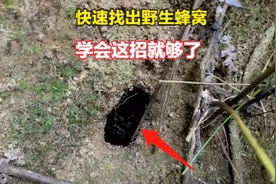 新手如何快速找野蜜蜂？学会小伙这样看蜂路，一天收获几窝很简单
