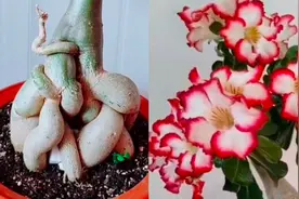 沙漠玫瑰大肚子是怎样养成的？这里有详细讲解，施肥修剪盆土配制视频封面