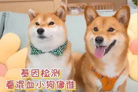 用基因检测看看，柴犬和柯基的混血小狗像谁？视频封面