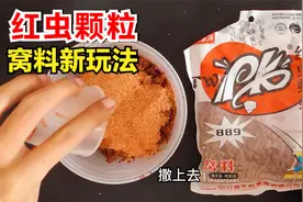 钓鱼窝料还可以这样玩？红虫蚯蚓颗粒打散开饵，成本低廉性价比高