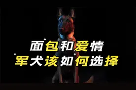 为什么绝大多数的军犬退役后不能跟随原来的主人回家！