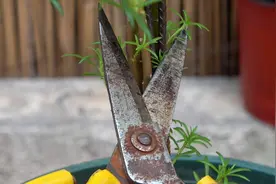 太阳花这样打顶修剪，避免它徒长！视频封面