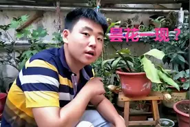 你见过昙花一现吗？17岁小伙自述养殖昙花经验，镜头记录开花过程