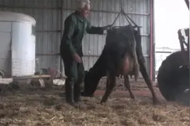 牛儿被困在野外1月，饿得只剩皮包骨，好在人们及时赶到！视频封面