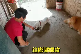 奶奶给嘟嘟喂食，狗狗的啥动作让老人无可奈何，对毛孩子太宠爱了视频封面