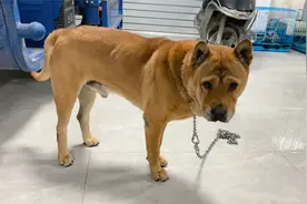 一条将要被遗弃的的大黄狗，养它一段时间，现在已很听话了视频封面