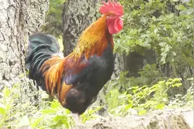 为什么公鸡不怕五毒之一的蜈蚣？蜈蚣：不看看这家伙啥段位视频封面